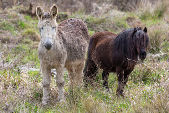 Light colored donkey and dark brown pony with long manes.