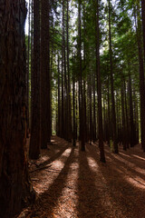 Cement Creek, Redwood Forest, Warburton, Victoria, Australia