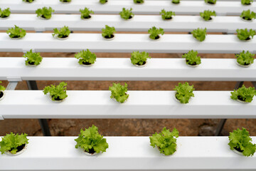 Obraz premium Agriculture. Asia. Daily life. Asia.