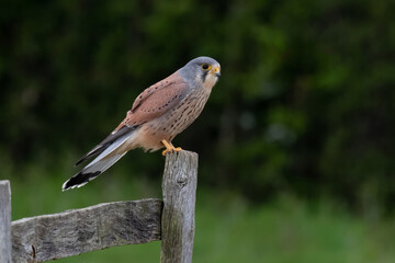 A male kestrel perched on a old wooden fence post