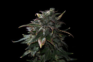 Ripen marijuana plant on black background. Hemp cones with green and yellow leaves, macro view....