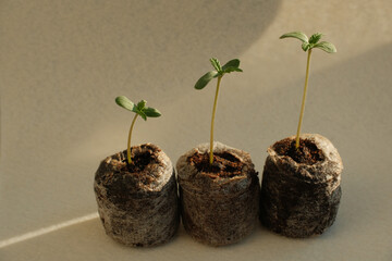 Cannabis Seed Starting with Coconut Coir Pellets. Marijuana growing. Baby hemp closeup.
