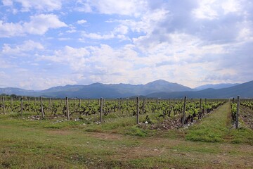 Uprawa winorośli na tle gór w Czarnogórze