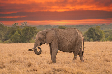 Clsoe up of African Bush Elephants walking on the road in wildlife reserve. Maasai Mara, Kenya, Africa. (Loxodonta africana)