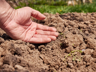 Planting cucumber seeds in the prepared soil. Care and cultivation of cucumbers.