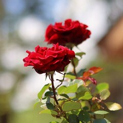 Piękne czerwone róże w ogrodzie