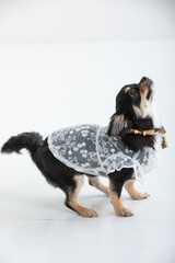 スタジオ撮影のチワワ　dog