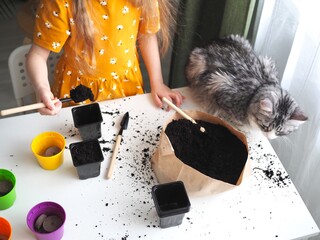 Little toddler girl planting seeds in the pots with cat. Love of pets. Funny and curious pets. Home gardening, transplanting plants, seedlings