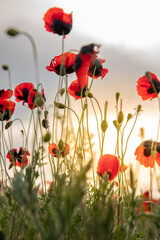  Blooming poppies on the field in the setting evening sun. Close-up. background image
