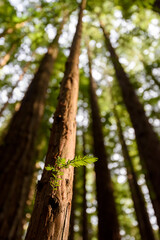 Cement Creek, Redwood Forest, Warburton, Victoria, Australia