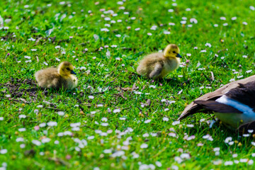 goose baby in green grass field