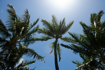 Obraz na płótnie Canvas Tropical palm leaf background, coconut palm trees. Summer tropical island, vacation pattern.