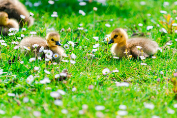 goose baby in green grass field