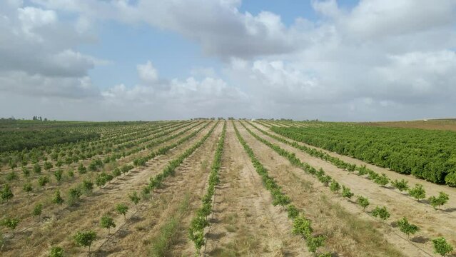 aerial shot down at green field at sdot negev israel