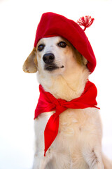 Portrait of mongrel dog with beret and red bandana. San Fermin celebration