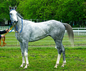 Grey mare Palmira Dubai Tersk - winner race at the Restrictive Prize,hippodrome Pyatigorsk.