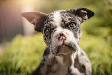 Französische Bulldog spielt im Garten Welpe