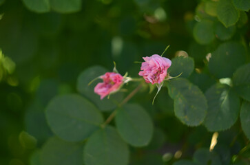 Blooming pink roses in the garden. Rosehipr oses on the Bush. Growing roses in the garden
