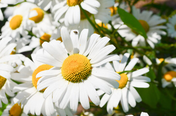 Flower garden of white beautiful chamomile