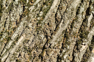 Texture of tree bark with green moss. Old tree background diagonal.