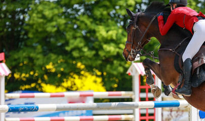 Jumping horse brown with rider with red jacket jumping over an obstacle, left side space for text...