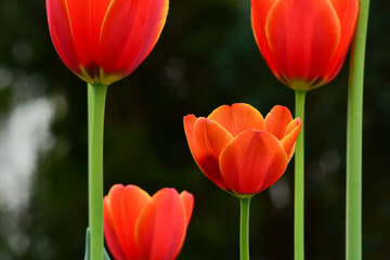 Fototapeta Świeże wiosenne tulipany rosnące w ogrodzie obraz