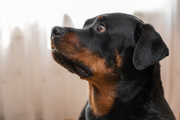 Portrait of a Rottweiler dog. Adult female sitting in front of a light background. Pets.