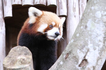 Red Panda