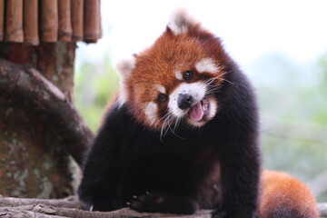 Obraz premium Smiling Red Panda