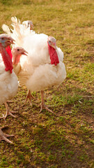 White turkeys graze on grass on the farm in summer