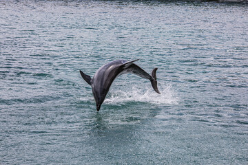 あわしまマリンパークのイルカ