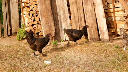 Chicken grazes on a farm in the village
