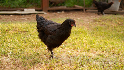Chicken grazes on a farm in the village