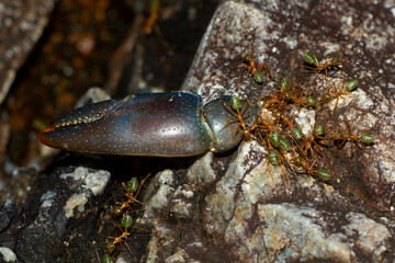 Tropical Australian green ants, rhytidoponera metallica, dragging a claw from a freshwater yabbie or crayfish across rocks to their nest.