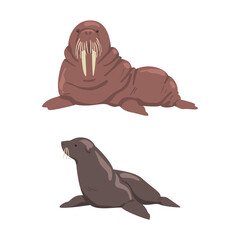 Pinniped Seal and Walrus with Tusk as Arctic Animal and Wild Mammal Vector Set
