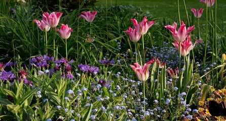 Beautiful spring flowerbed with assortment of pink tulips and forget-me-nots 