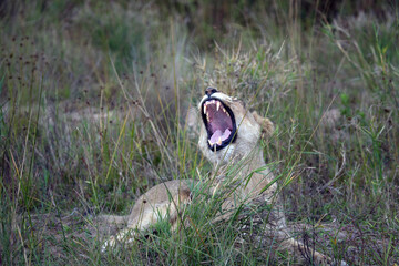 African wildelife safari.