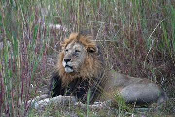 African wildelife safari.