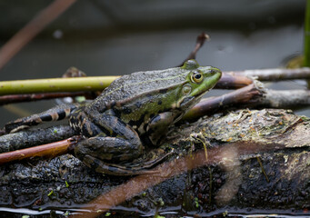 edible green frog on grey brown plants