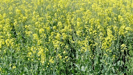Obraz premium Full frame oilseed rape crop background of yellow flowers and green foliage