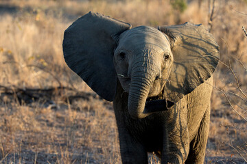 African wildelife safari.