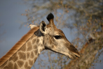 African wildelife safari.