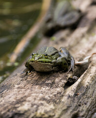 common water frog sitting on brown swimming wood