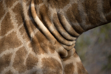African wildelife safari.