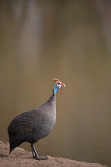African wildelife safari.