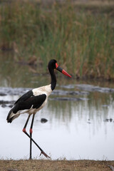 African wildelife safari.