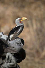 African wildelife safari.