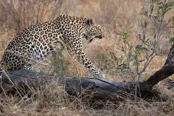 African wildelife safari.