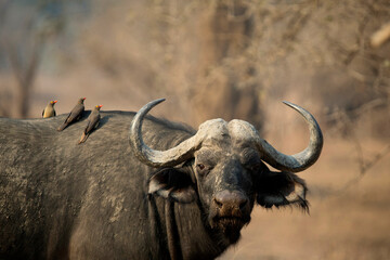 African wildelife safari.