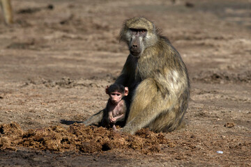 African wildelife safari.